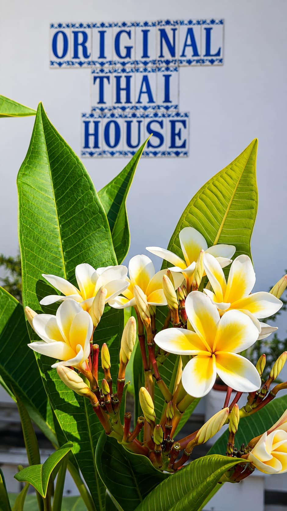 Plumeria flowers in bloom outside the Original Thai House sign